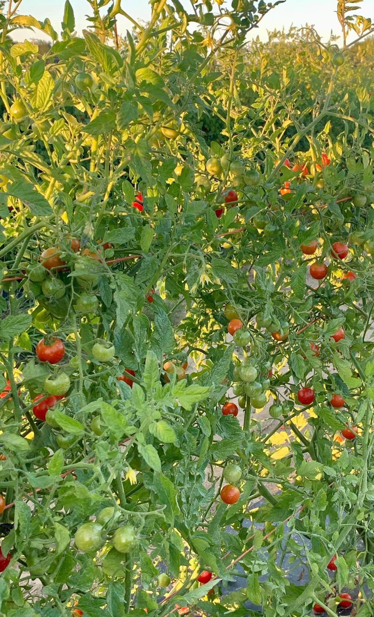 Your Ultimate Guide to U-Pick Hotspots in Michigan