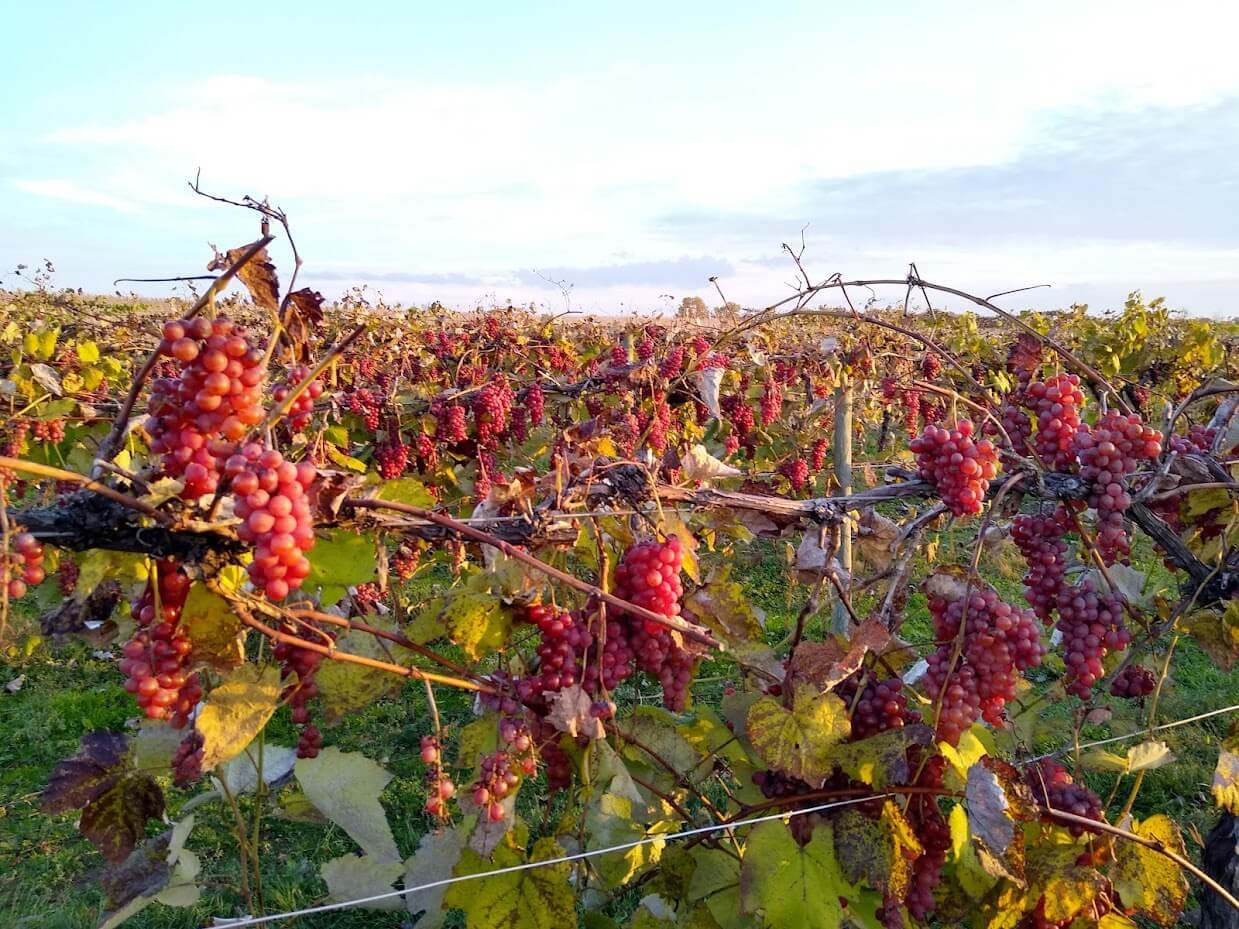 Your Ultimate Guide to U-Pick Hotspots in Michigan