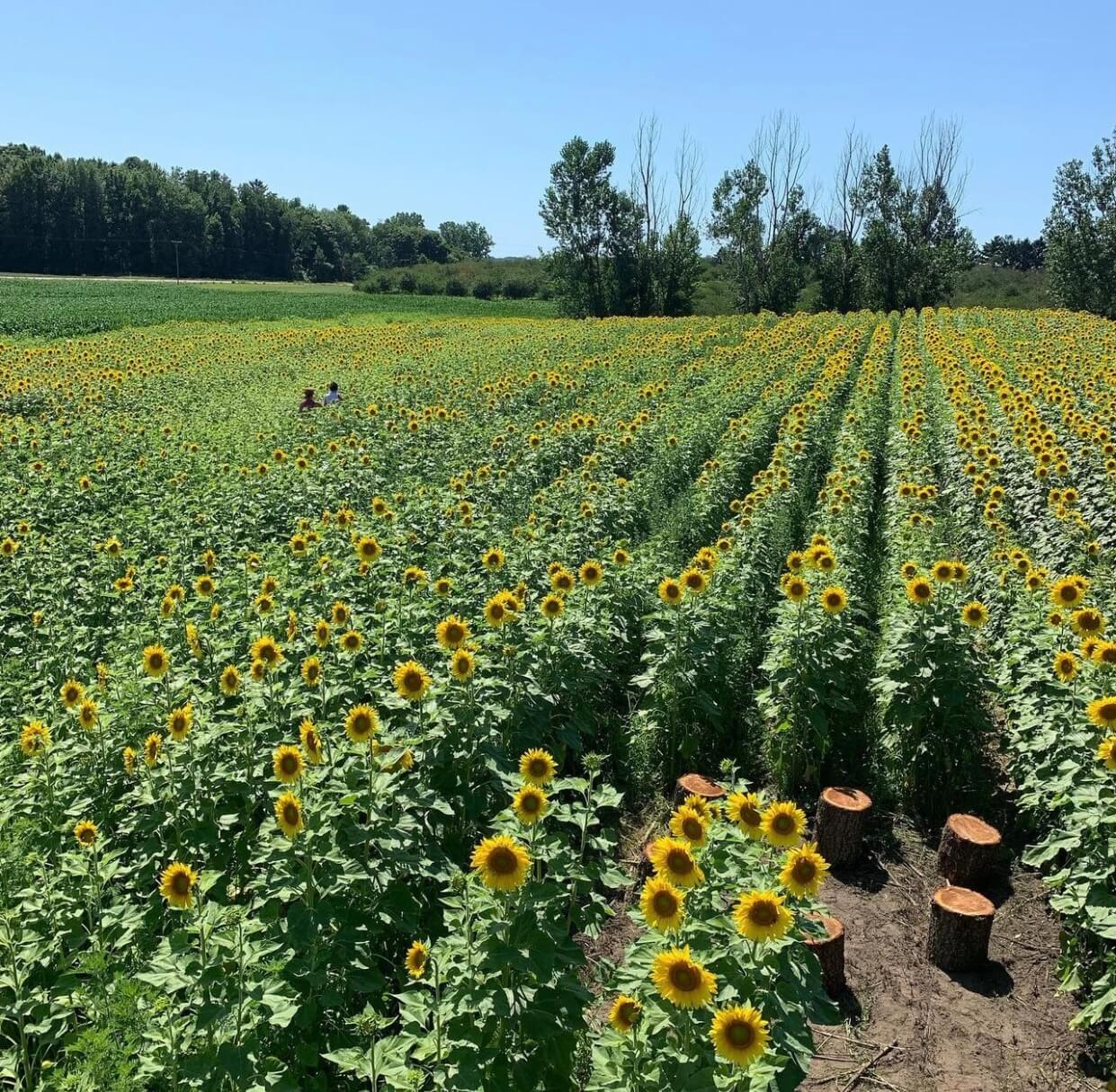 Your Ultimate Guide to U-Pick Hotspots in Michigan