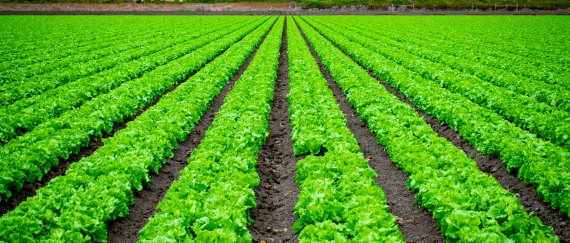 States That Grow The Most Vegetables