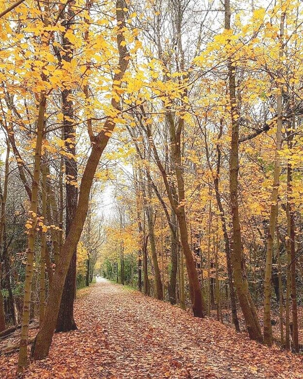 13 Michigan Hiking & Biking Trails That Must Be Experienced In The Fall