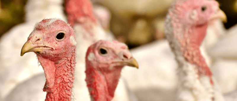 Turkey timeline: When and where to order your local Thanksgiving bird from these Michigan farms