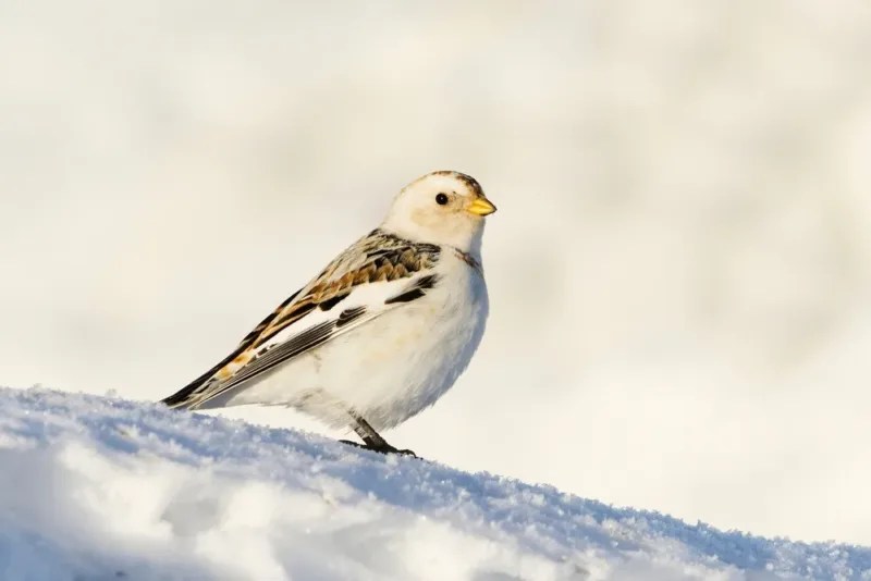 Birdwatching in winter? Yes! Here are 10 favorite places in Michigan