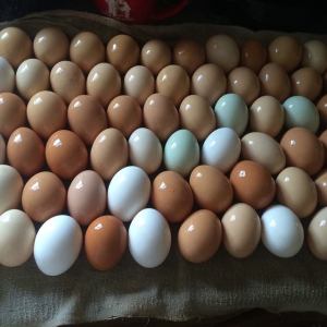 8 Farm-Fresh Egg Suppliers In Lansing That’ll Have You Ruling The Roost