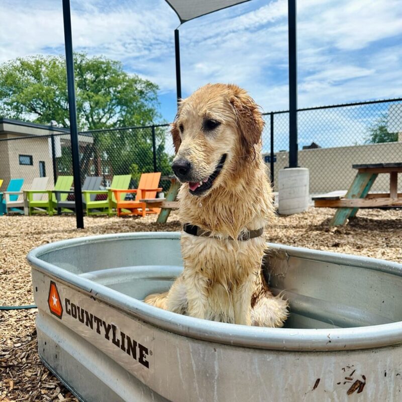Coffee & canines: 9 pet-friendly cafes across Michigan