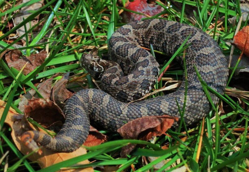 Meet 9 of Michigan’s endangered species & learn how to help