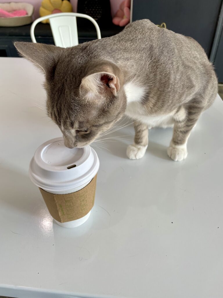 Happy Cat Cafe: 4 reasons to visit this trendy Grand Rapids spot