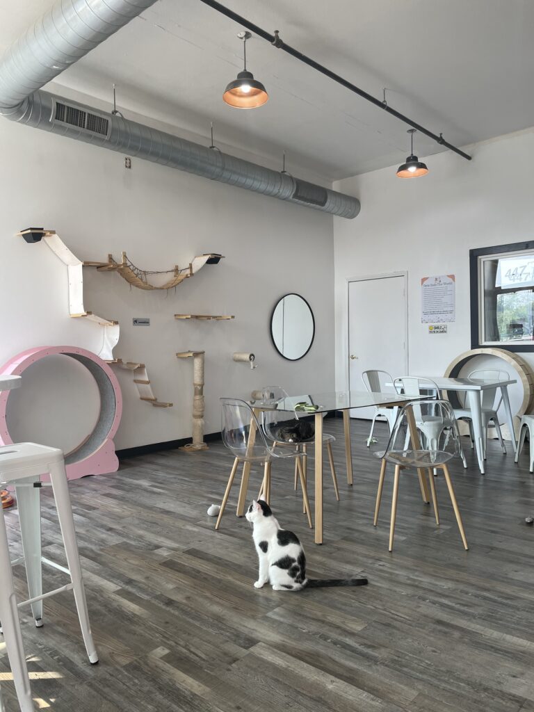 Happy Cat Cafe: 4 reasons to visit this trendy Grand Rapids spot