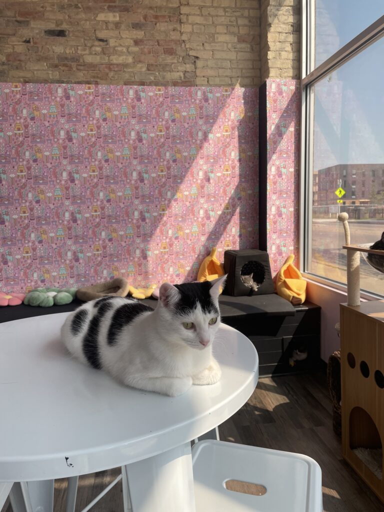 Happy Cat Cafe: 4 reasons to visit this trendy Grand Rapids spot
