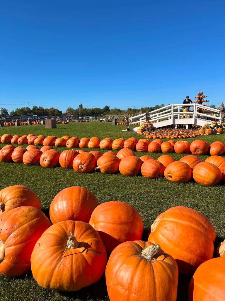 The 11 biggest pumpkin patches in Michigan
