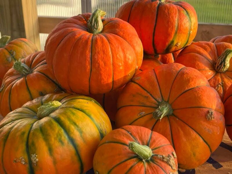 The 11 biggest pumpkin patches in Michigan