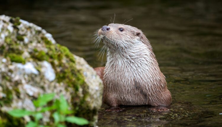 11 animals you won’t believe are legal in Michigan