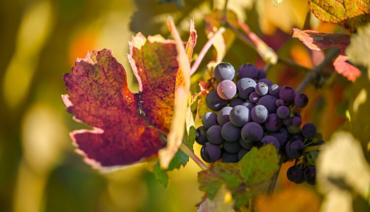 8 Michigan wineries to visit this fall