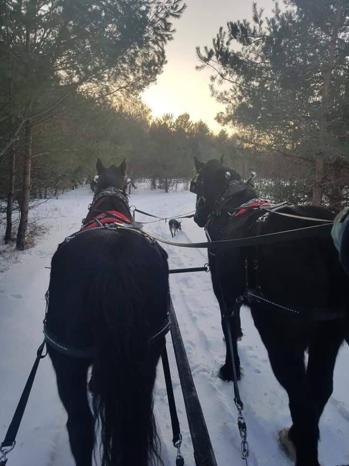 Where to take horse-drawn sleigh rides in Michigan