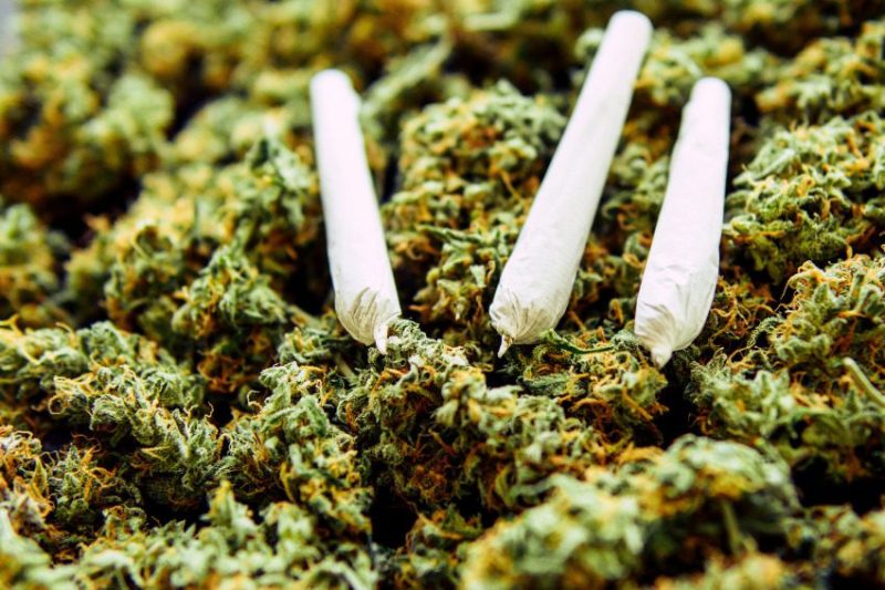 pre-rolled joints over a bed of weed