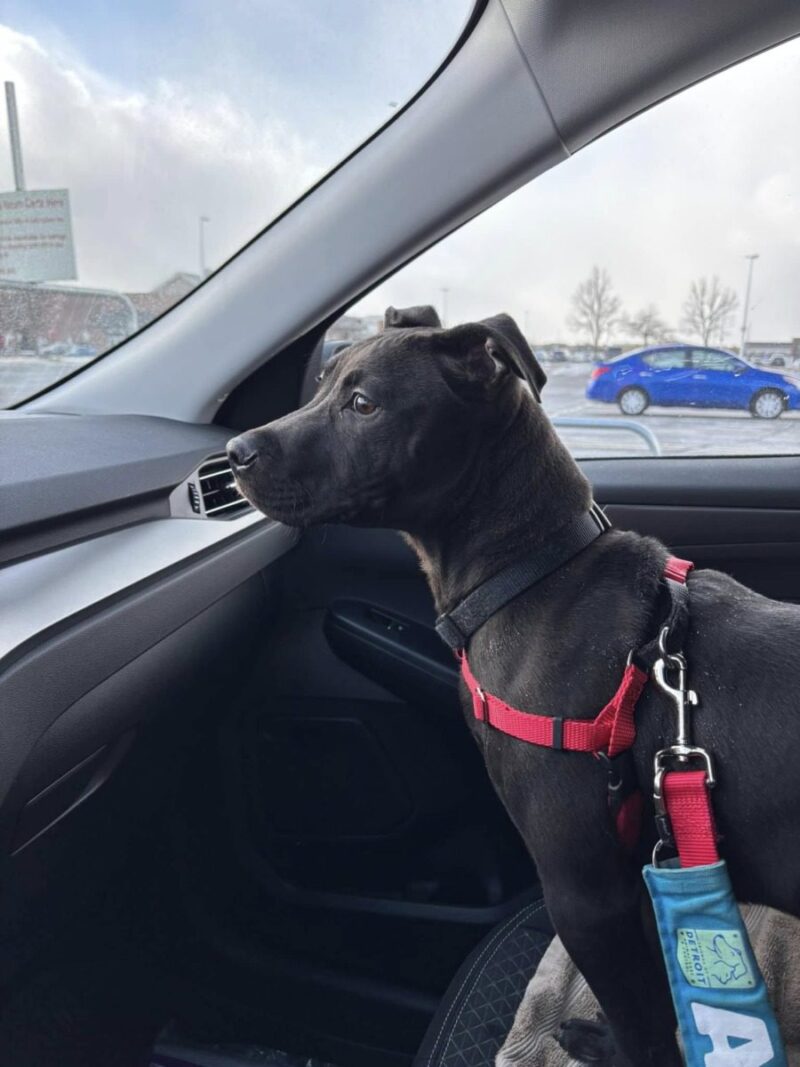 How to take a Michigan shelter dog on a field trip for the day