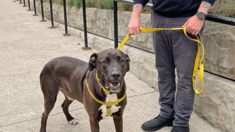 How to take a Michigan shelter dog on a field trip for the day