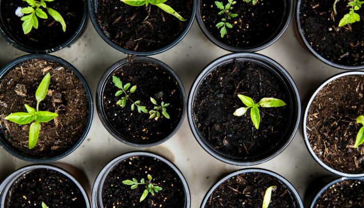Container gardening in Michigan