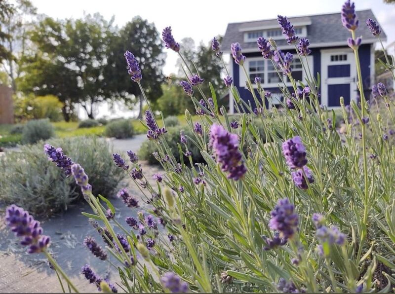 11 fragrant Lavender farms to visit in Michigan