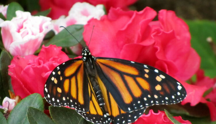 Catch Meijer Gardens’ Butterfly Exhibit—only through April