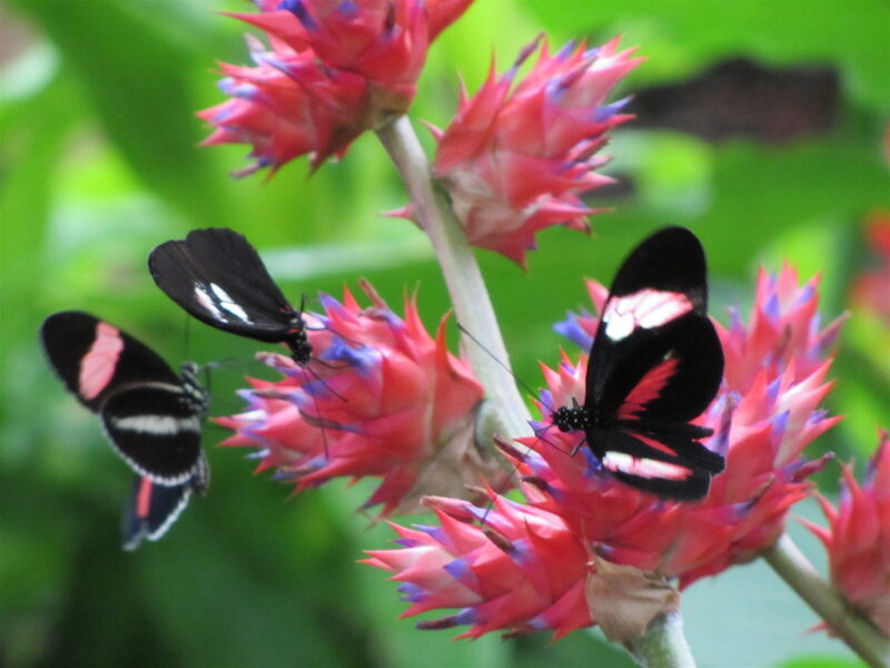 Catch Meijer Gardens’ Butterfly Exhibit—only through April