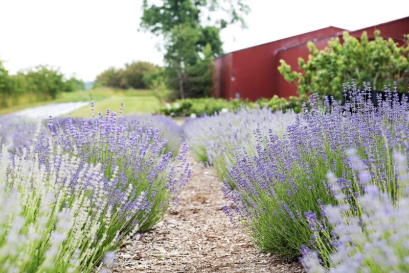 11 fragrant Lavender farms to visit in Michigan