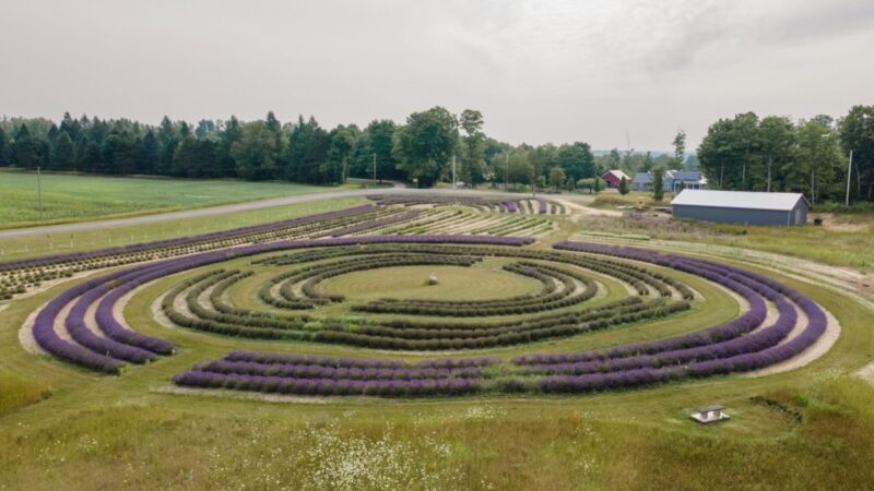 11 fragrant Lavender farms to visit in Michigan