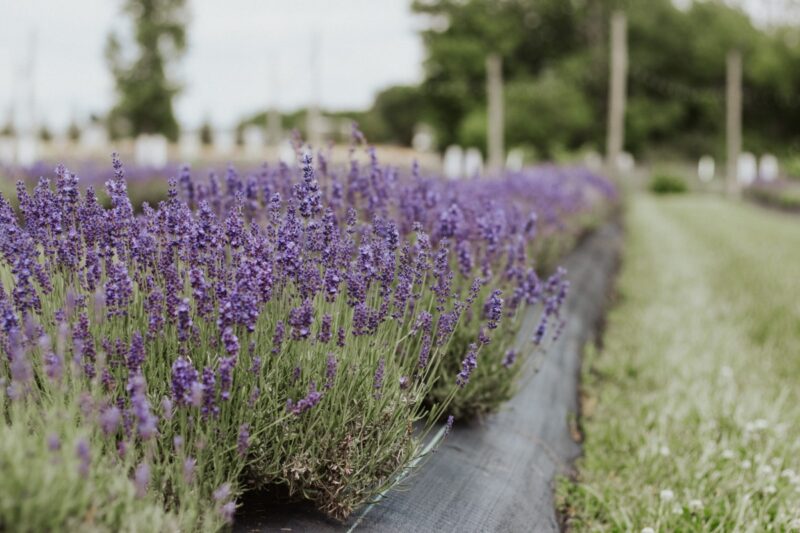 11 fragrant Lavender farms to visit in Michigan
