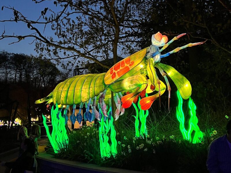 John Ball Zoo Glows with Asian Lantern Festival This Spring