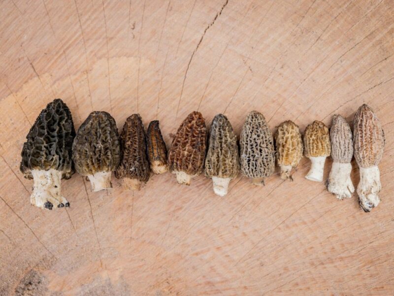 Your guide to morel mushroom hunting in Michigan