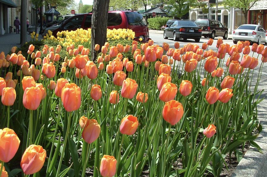 orange tulips in downtown holland, michigan