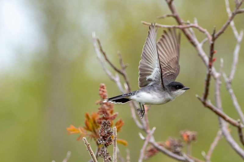 a blue jay by a tree branch