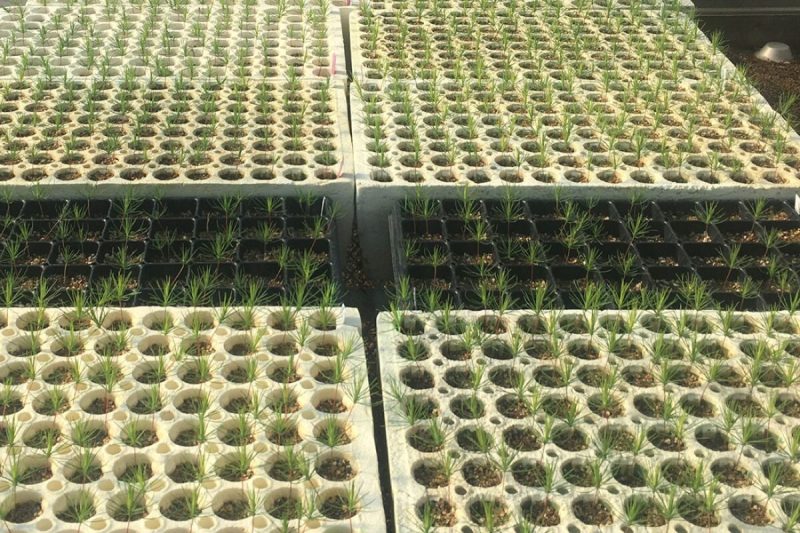 Red pine seedlings growing at Michigan State University’s Tree Research Center. After two years, the seedlings will be disbursed at nine sites across the state to simulate varying climates.