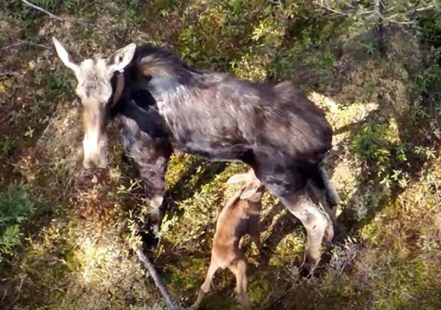 A collared cow moose nurses her calf in the western Upper Peninsula. This photo, captured using high-powered zoom from a drone flying more than 300 feet above, offers a rare, hands-off glimpse into the first days of a calf’s life—an important stage researchers are now able to study more closely thanks to GPS and drone technology.